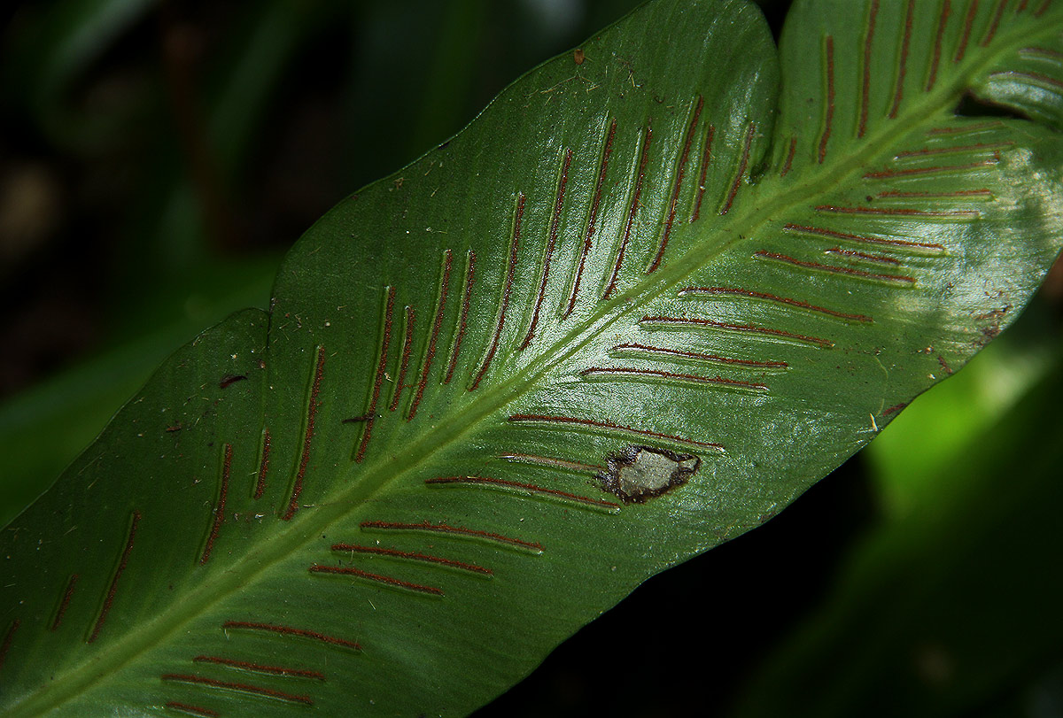 Asplenium holstii