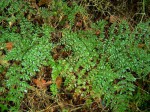 Asplenium lobatum