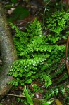Asplenium lobatum