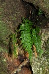 Asplenium lobatum