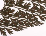 Asplenium lobatum