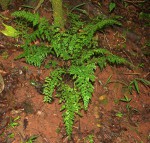 Asplenium lobatum