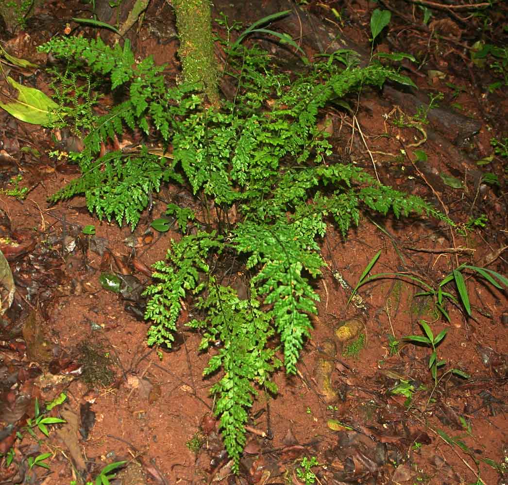 Asplenium lobatum
