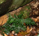 Asplenium lobatum