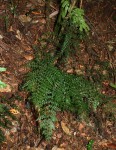 Asplenium lobatum