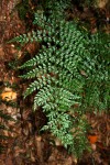 Asplenium lobatum