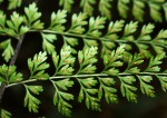 Asplenium lobatum
