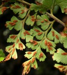 Asplenium lobatum