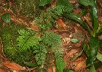 Asplenium lobatum