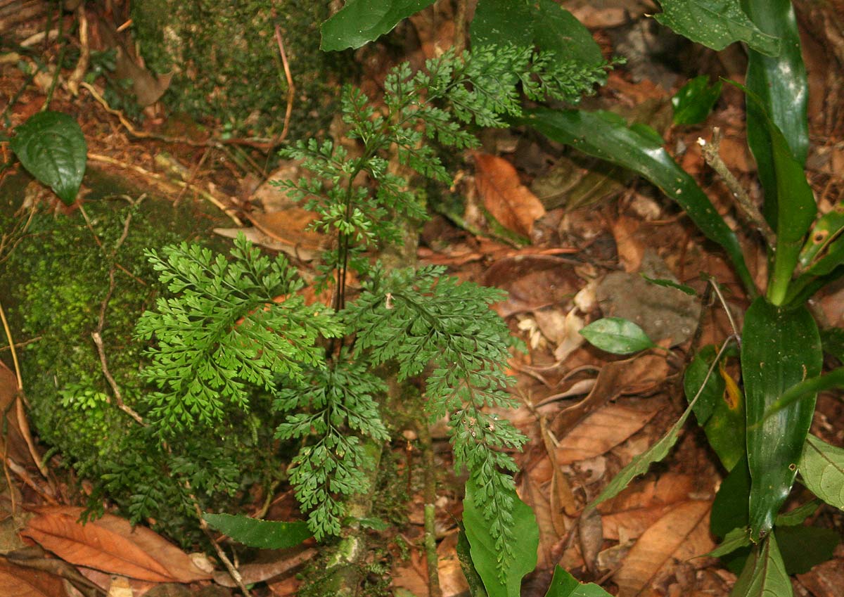 Asplenium lobatum