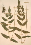 Asplenium mossambicense