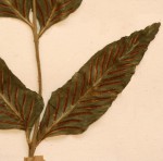 Asplenium mossambicense