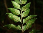 Asplenium mossambicense