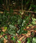 Asplenium mossambicense