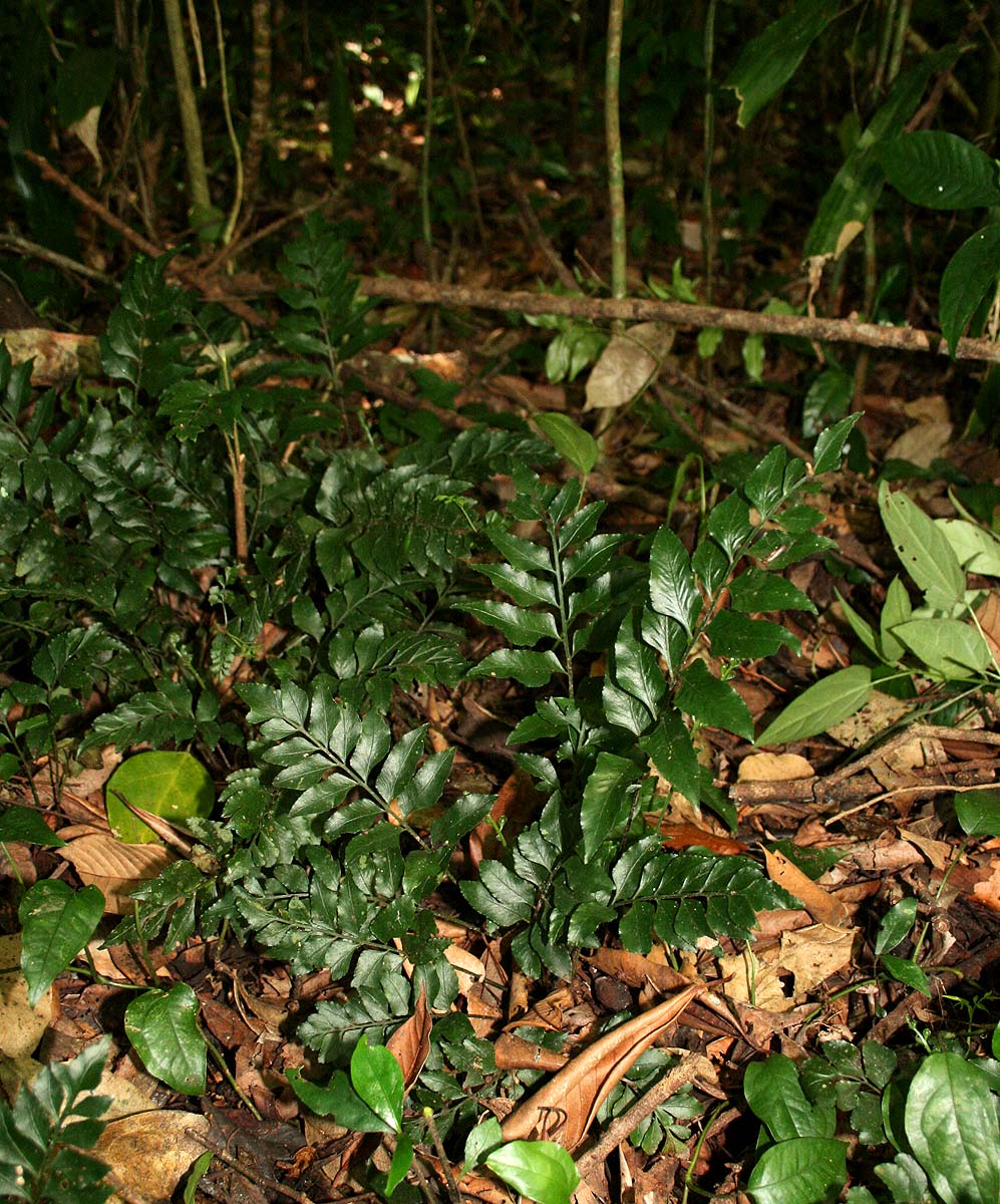Asplenium mossambicense