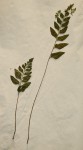 Asplenium mossambicense
