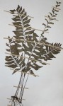 Asplenium obscurum