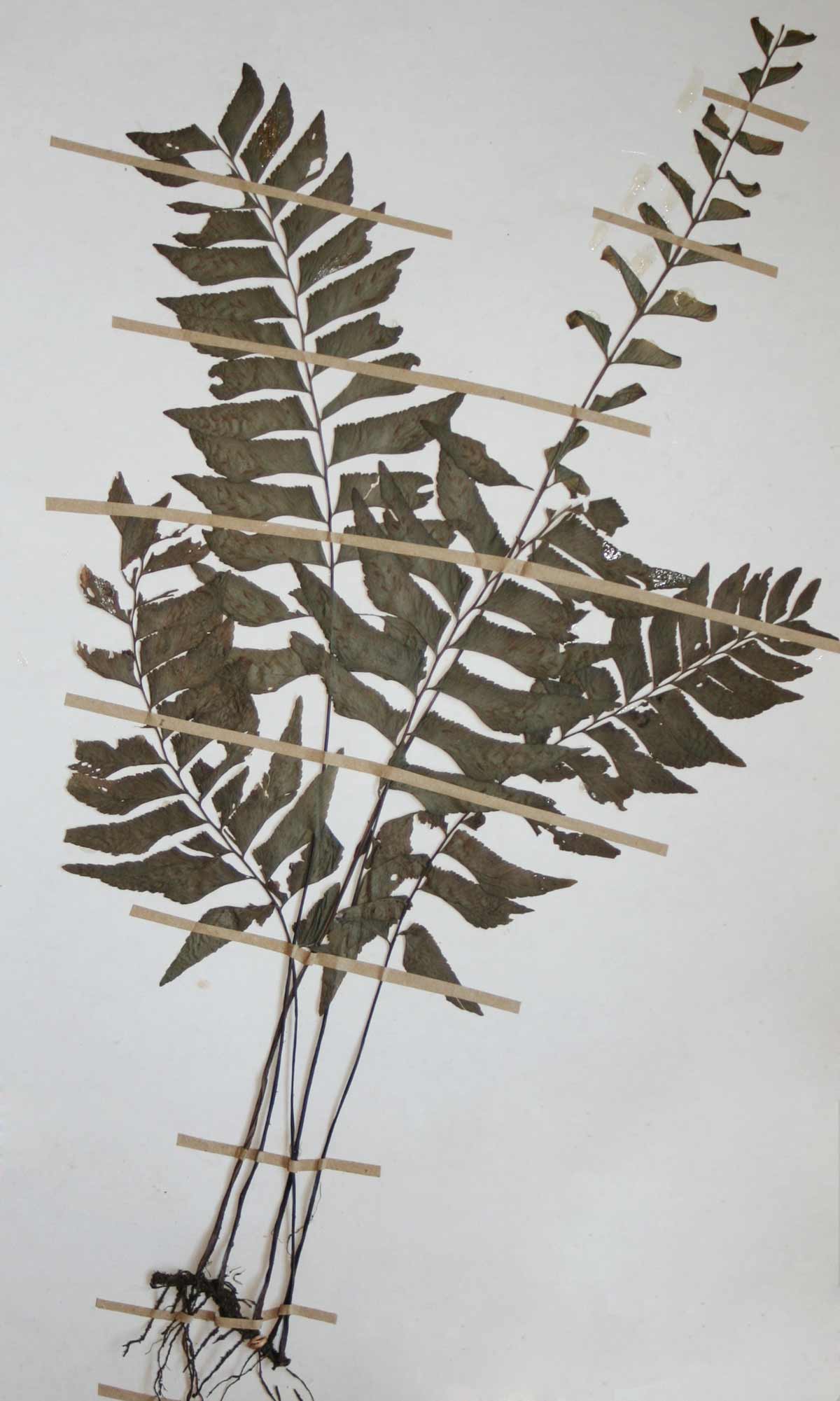 Asplenium obscurum
