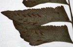 Asplenium obscurum