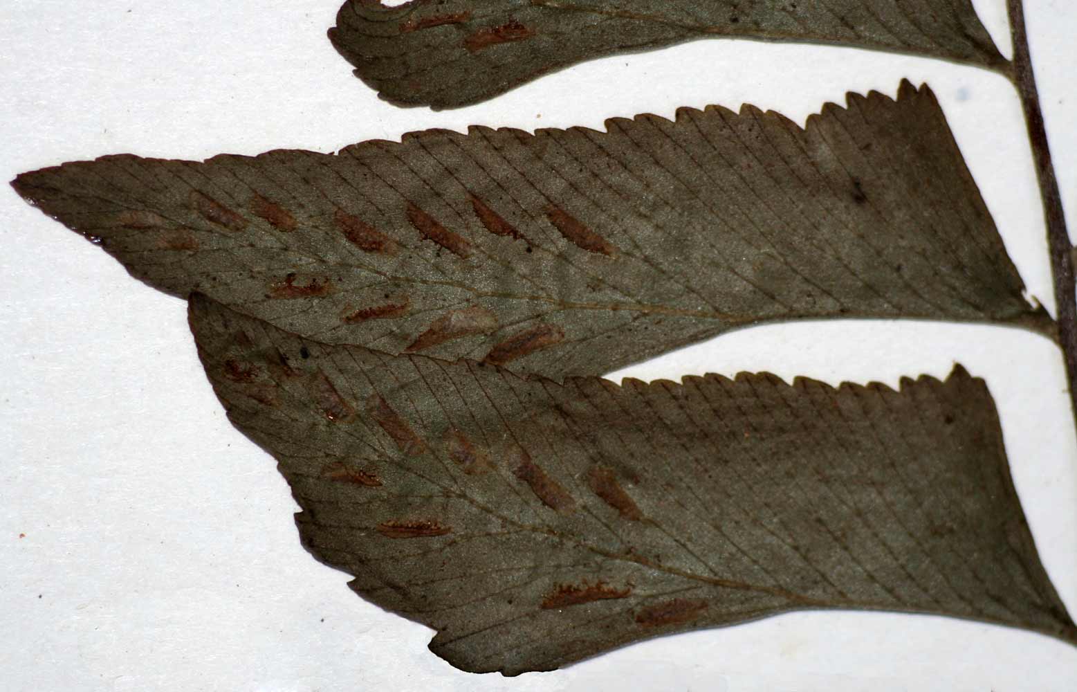 Asplenium obscurum