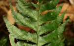 Asplenium obscurum