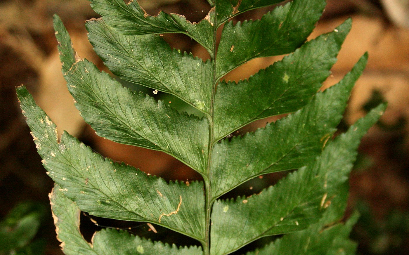 Asplenium obscurum
