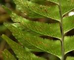 Asplenium obscurum