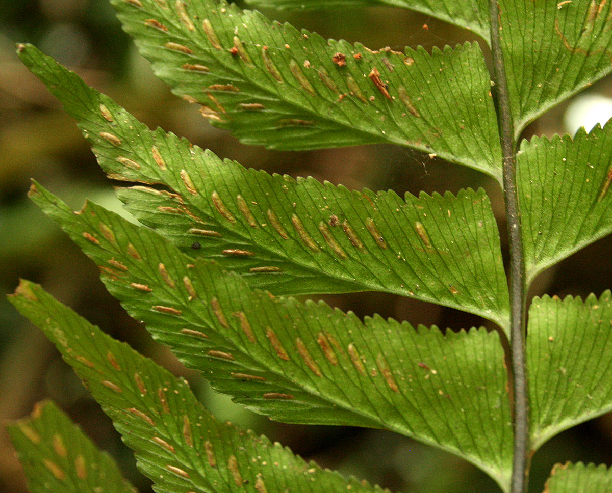 Asplenium obscurum