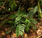 Asplenium obscurum