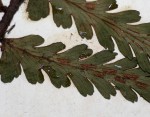 Asplenium pellucidum subsp. pseudohorridum