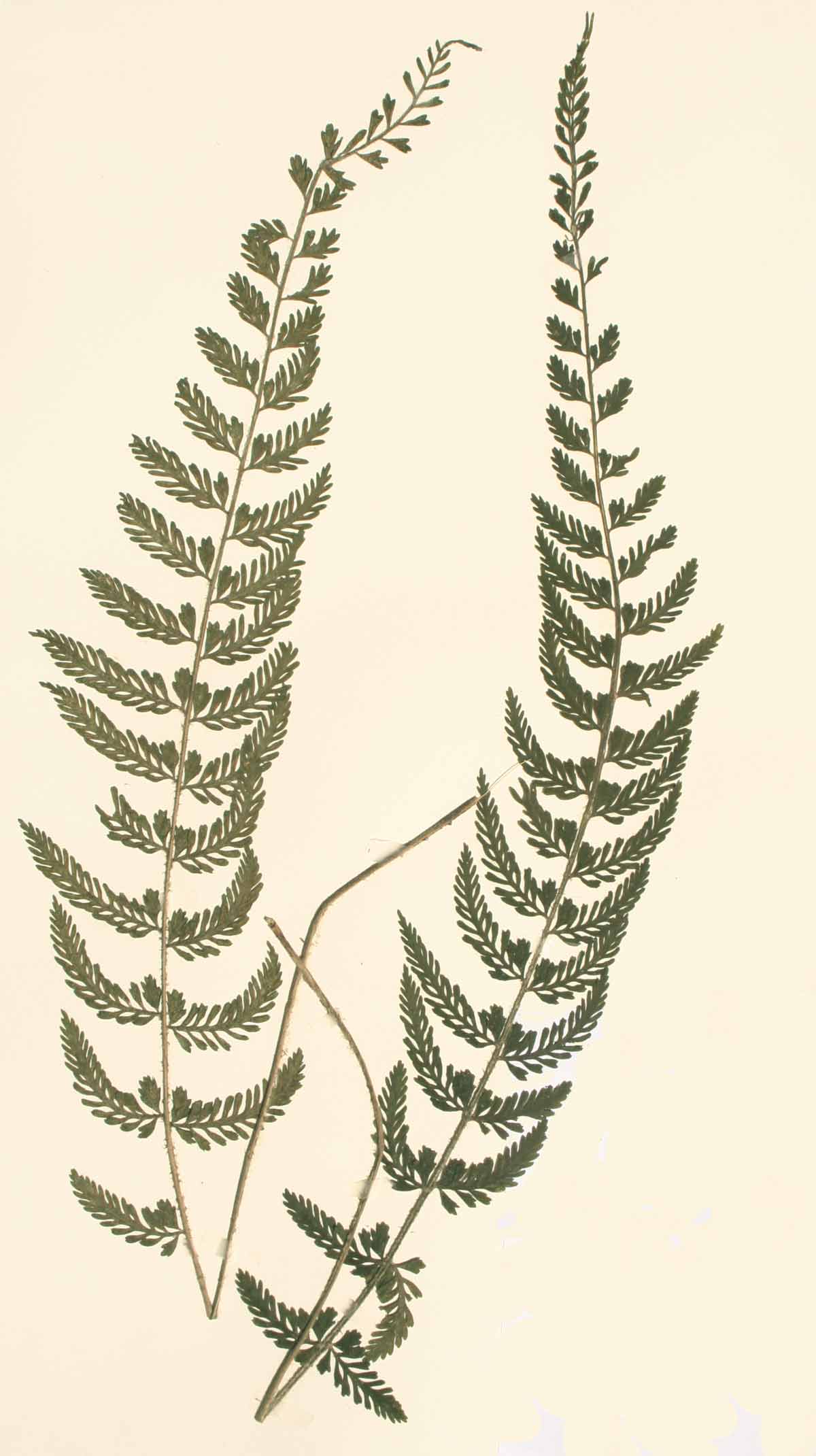 Asplenium preussii