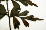 Asplenium simii