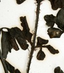 Asplenium simii