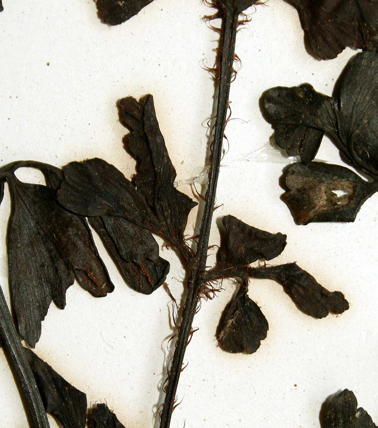 Asplenium simii