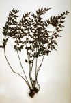 Asplenium simii