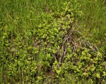 Marsilea ephippiocarpa
