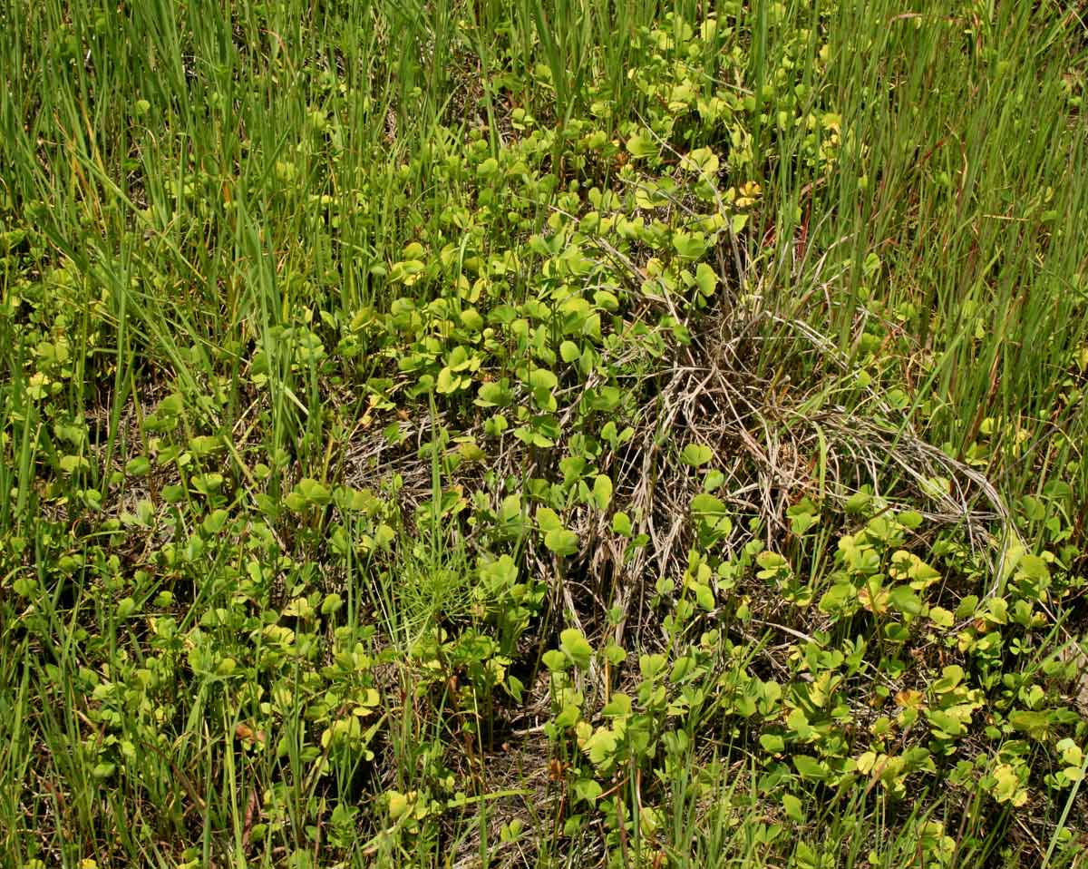 Marsilea ephippiocarpa