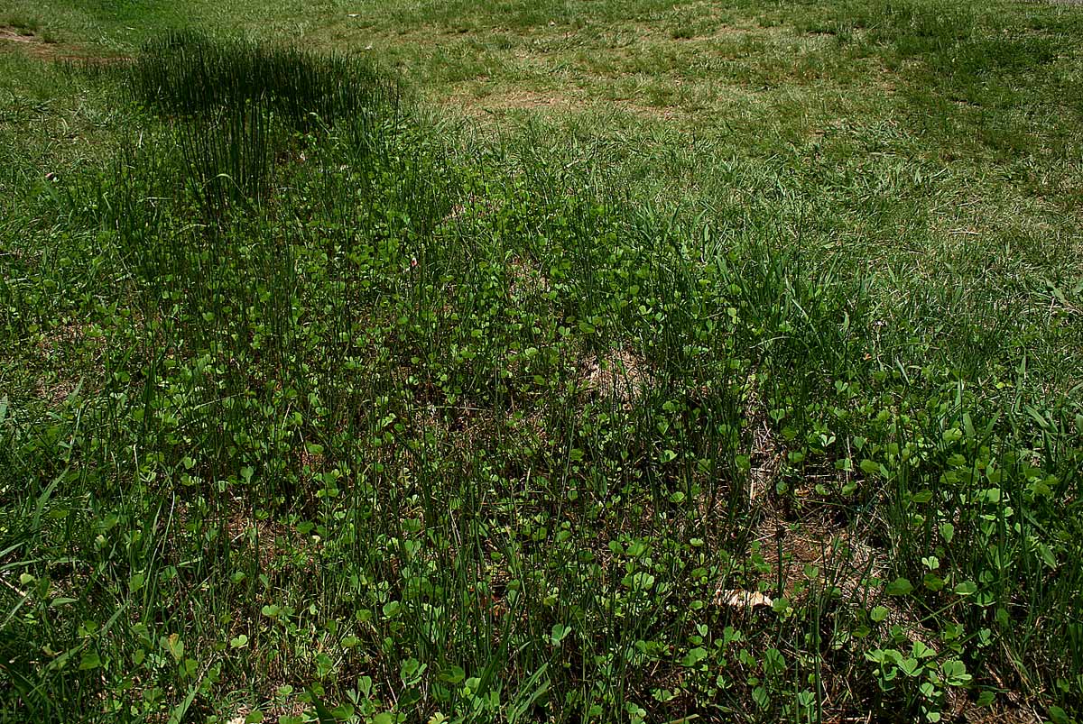 Marsilea ephippiocarpa