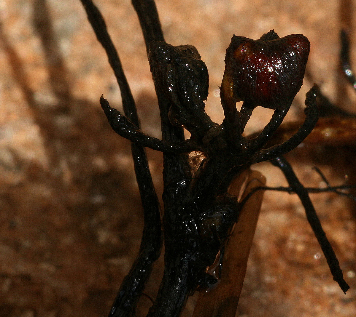 Marsilea ephippiocarpa