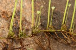 Marsilea ephippiocarpa