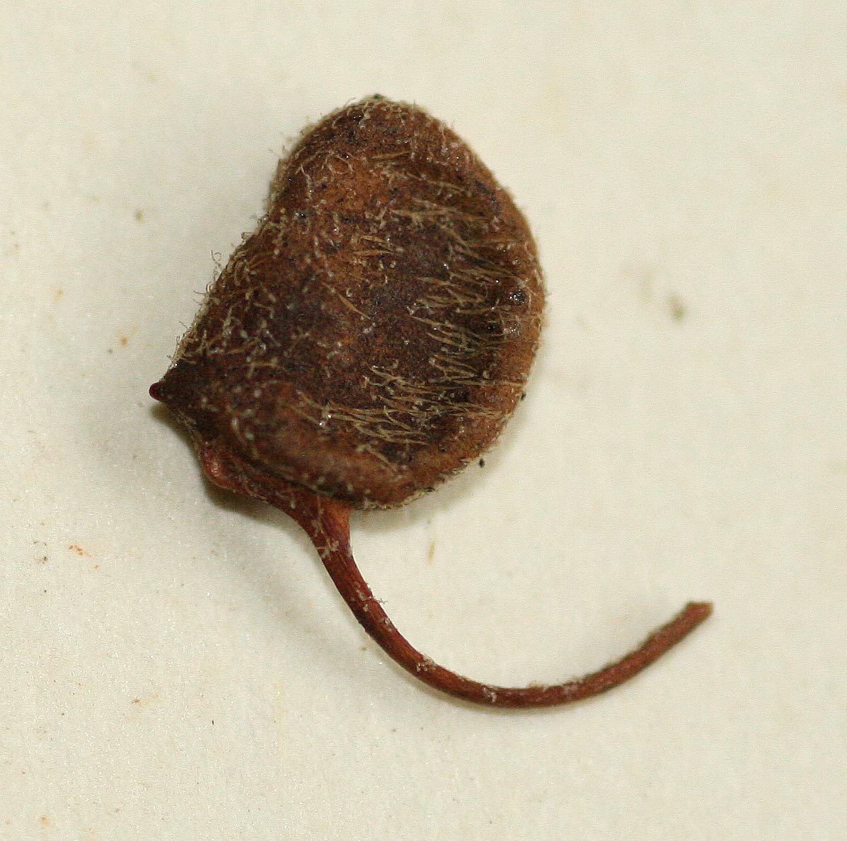Marsilea farinosa subsp. farinosa