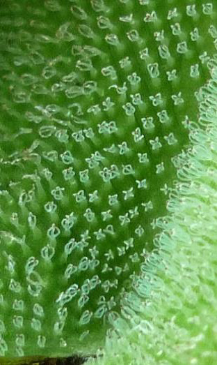 Salvinia molesta