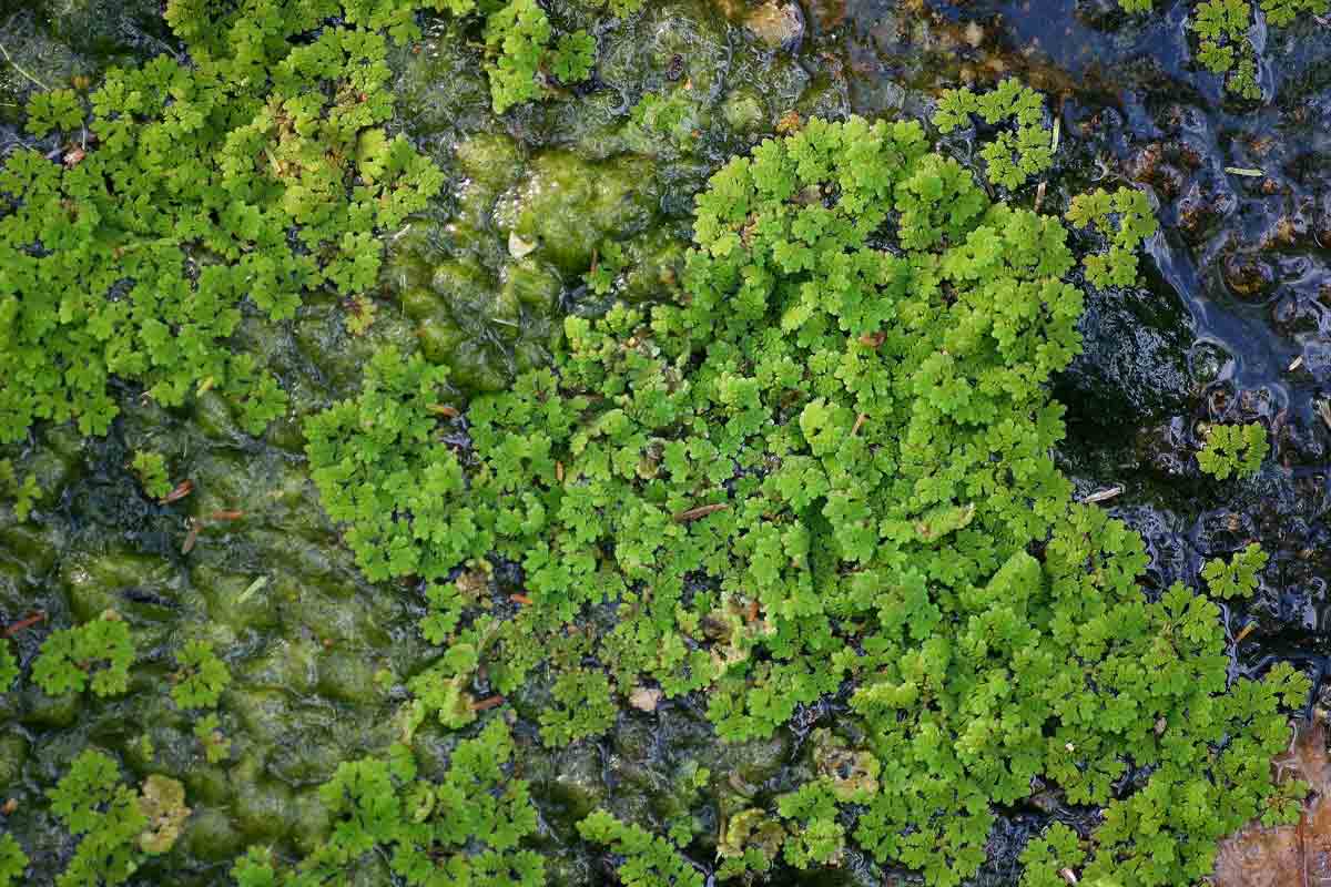 Azolla filiculoides