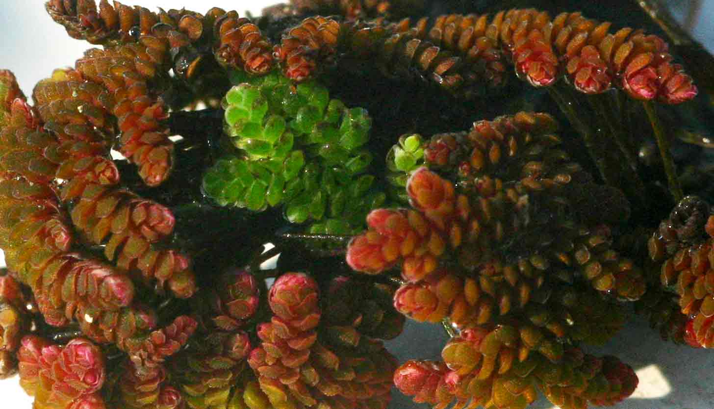Azolla filiculoides