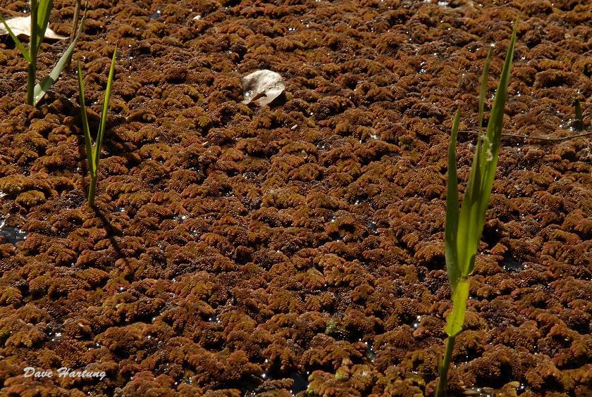Azolla filiculoides