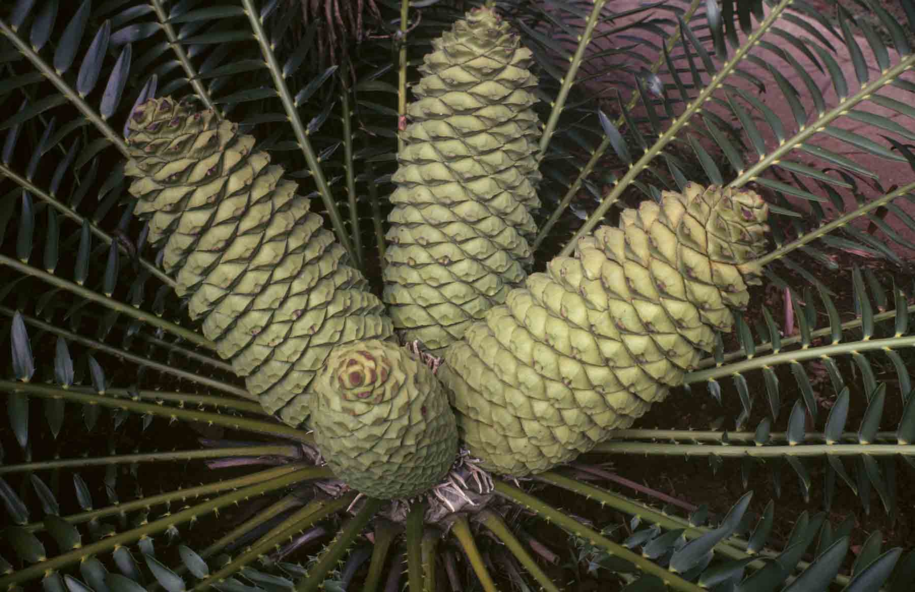 Encephalartos manikensis