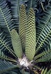 Encephalartos manikensis