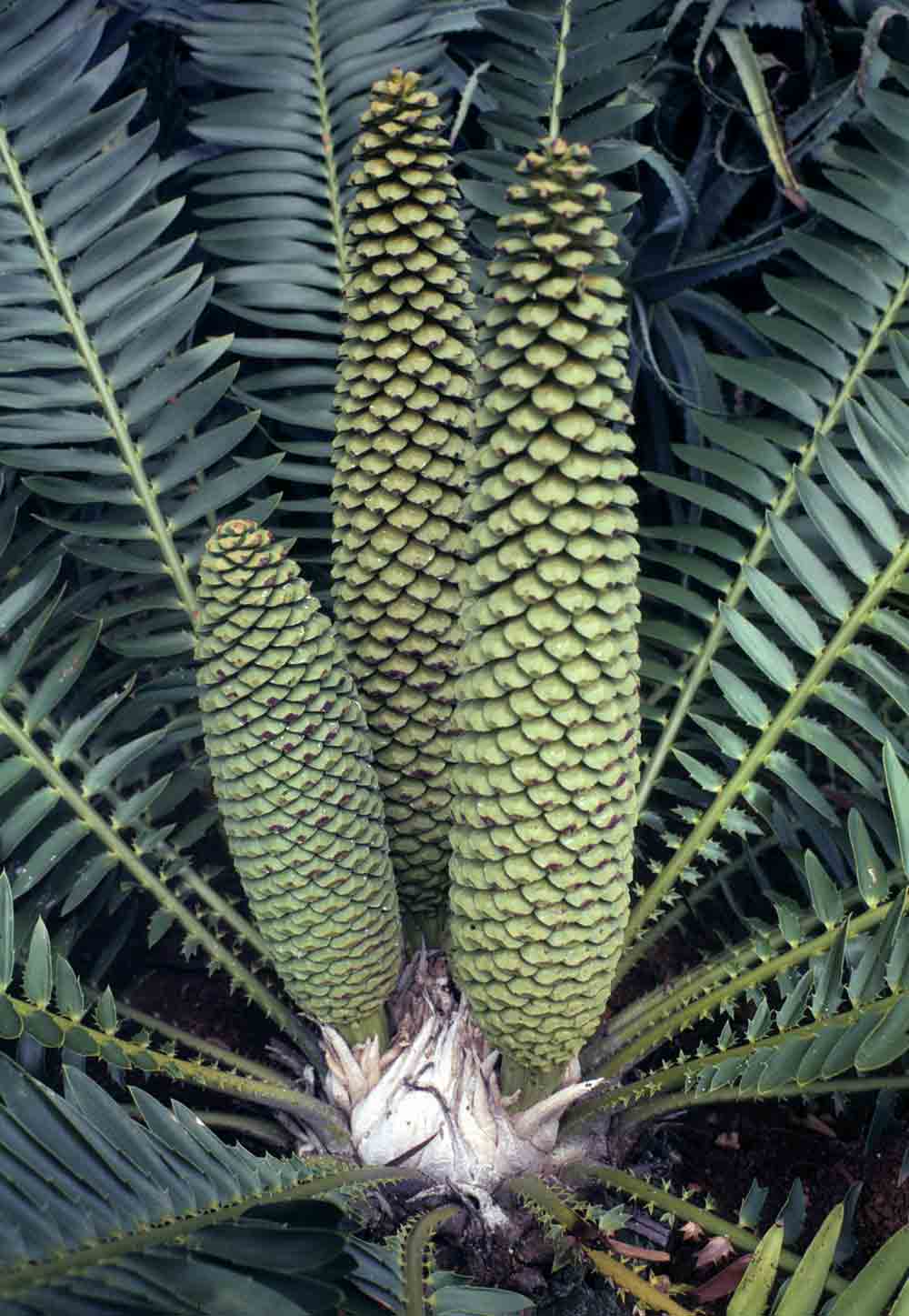Encephalartos manikensis
