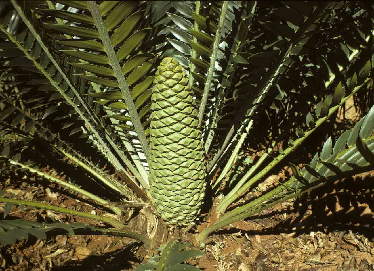 Encephalartos manikensis
