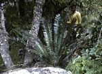 Encephalartos manikensis